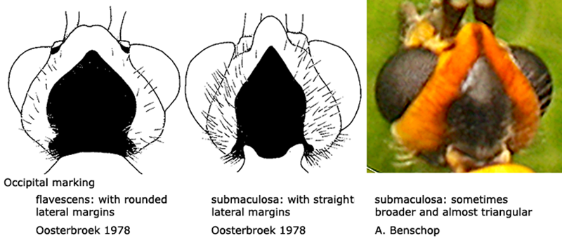 body part(s) - head