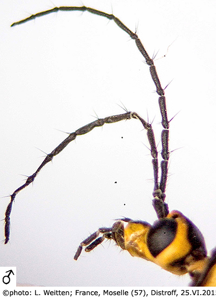 body part(s) - head and antenna