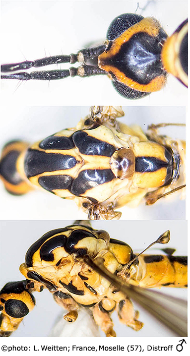 body part(s) - head and thorax