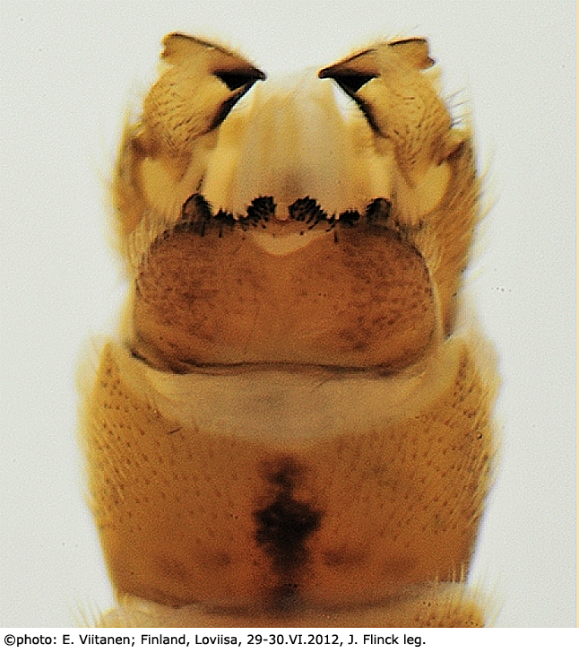 hypopygium
