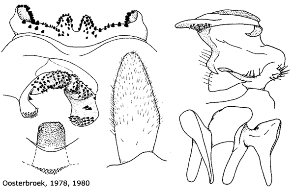 hypopygium
