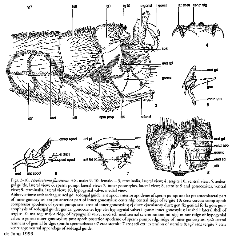 hypopygium