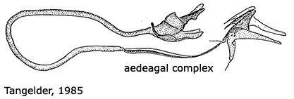 hypopygium
