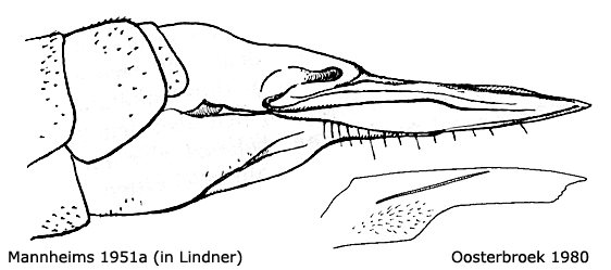 ovipositor