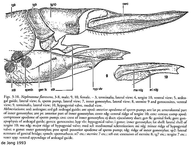 ovipositor