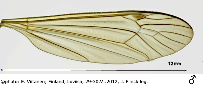 wing