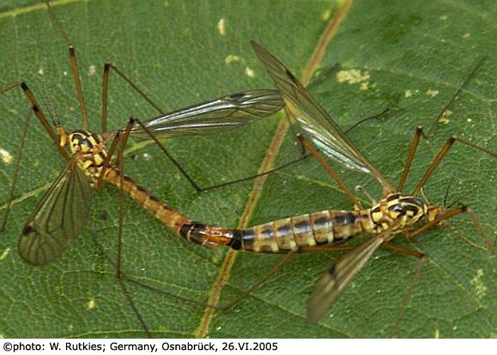 habitus - copula