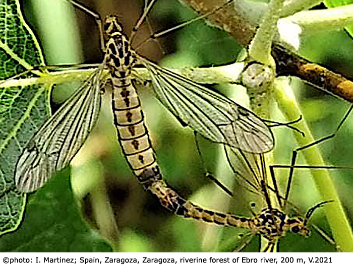 habitus - copula
