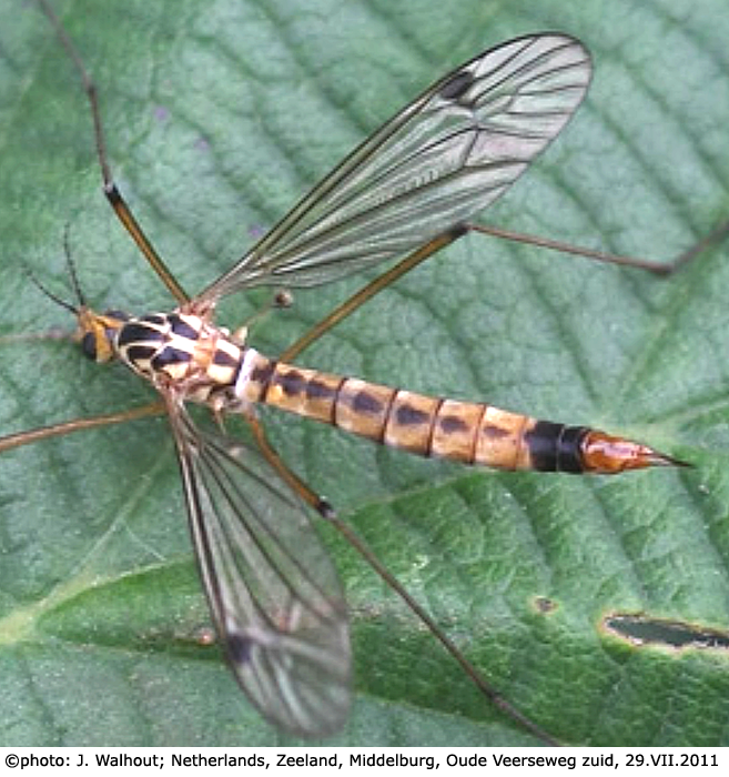 habitus - female