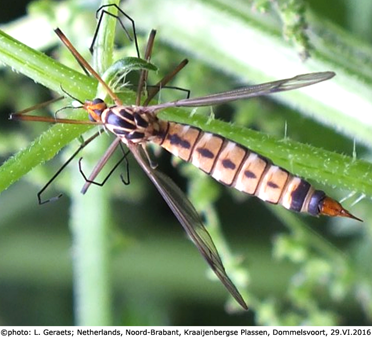 habitus - female