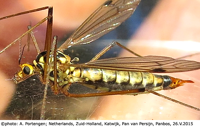 habitus - female