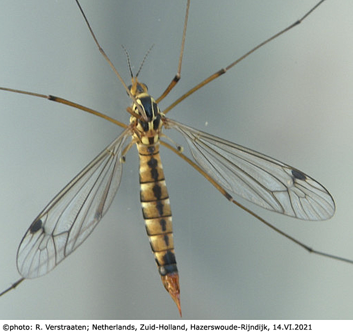 habitus - female