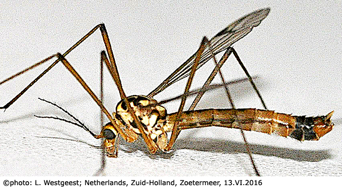habitus - male