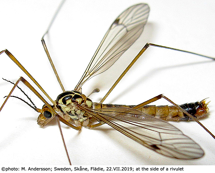 habitus - male