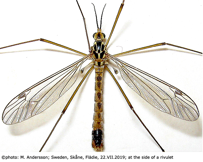 habitus - male