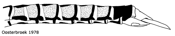 body part(s) - abdomen