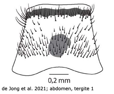 body part(s) - abdomen