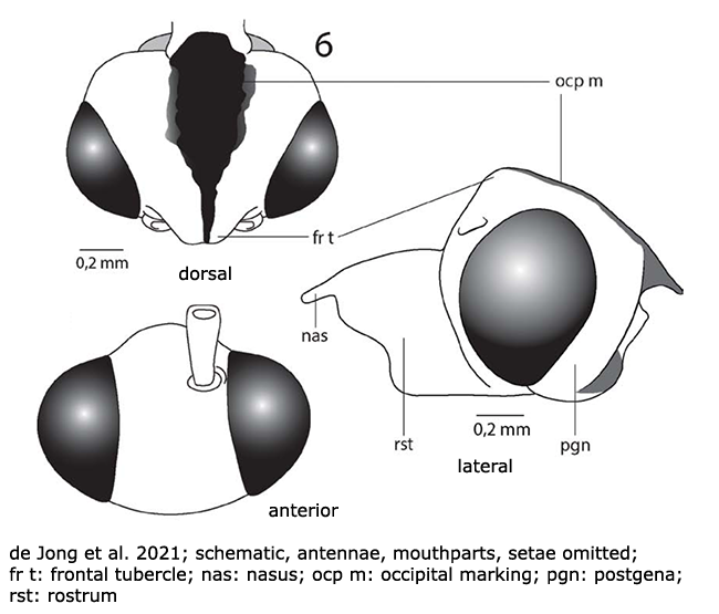 body part(s) - head