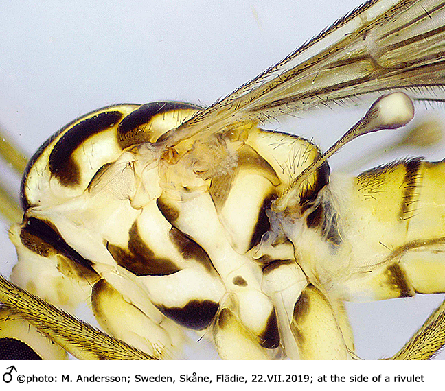 body part(s) - thorax
