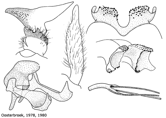 hypopygium