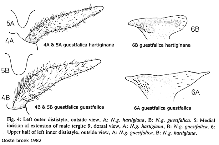 hypopygium