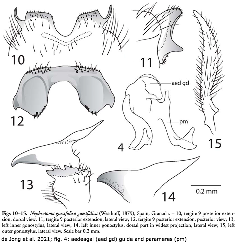 hypopygium