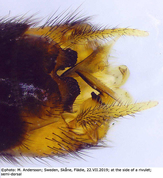 hypopygium