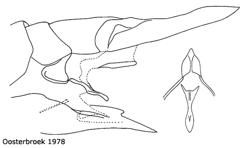 ovipositor