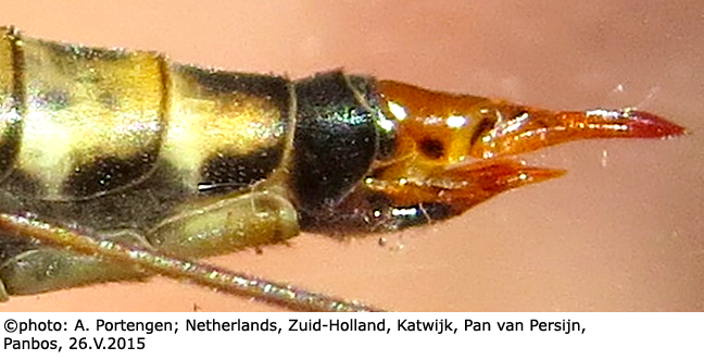 ovipositor