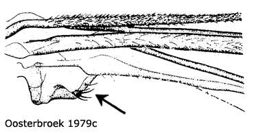 wing
