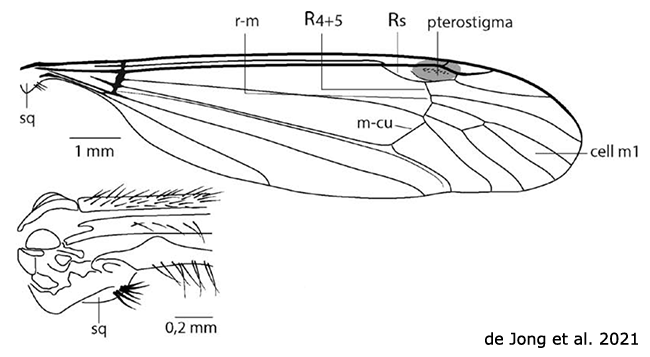 wing