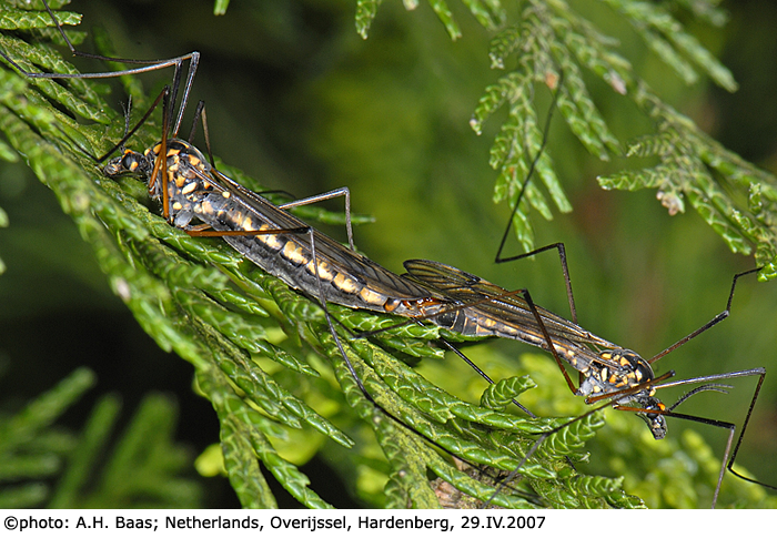 habitus - copula