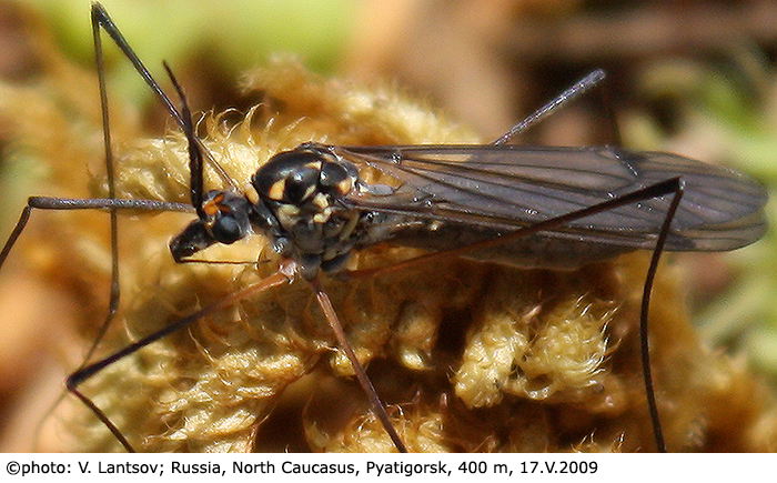 habitus - female