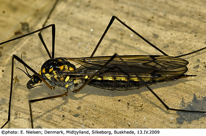 habitus - female