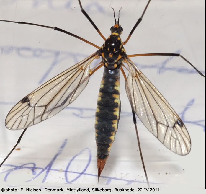 habitus - female