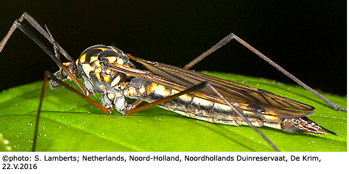 habitus - female