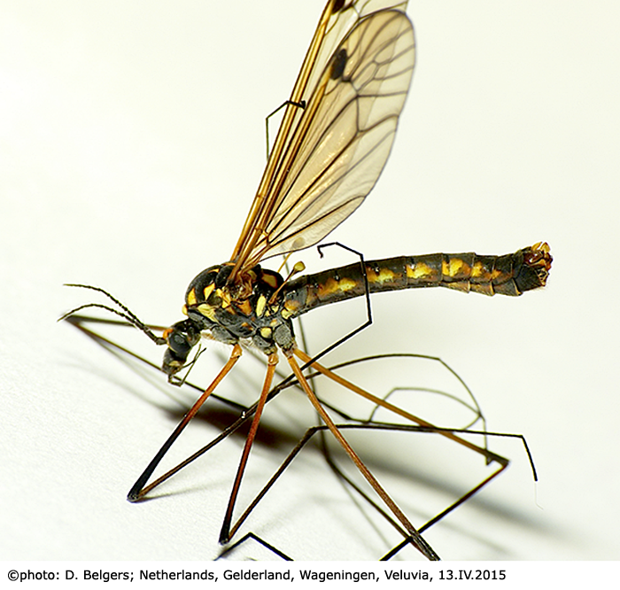 habitus - male
