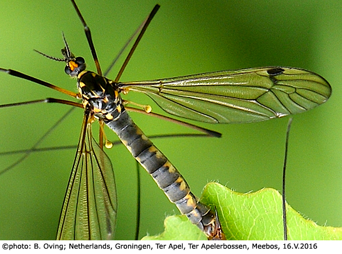habitus - male