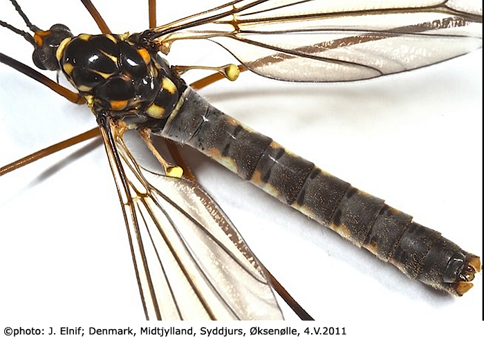 habitus - male