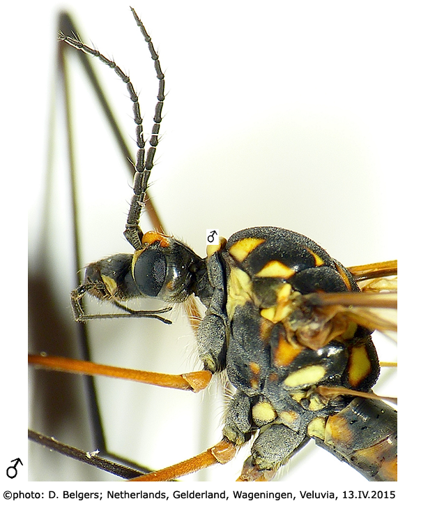 body part(s) - head and thorax