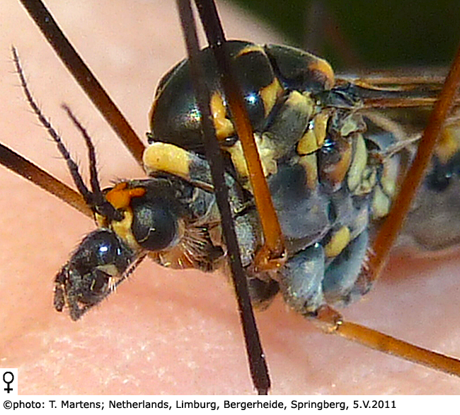 body part(s) - head and thorax