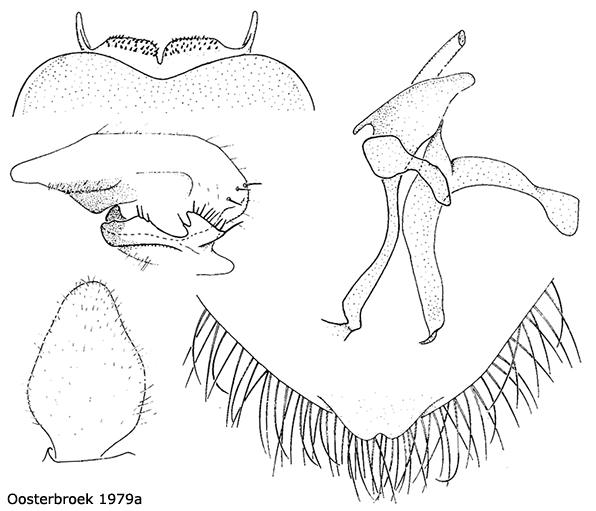 hypopygium