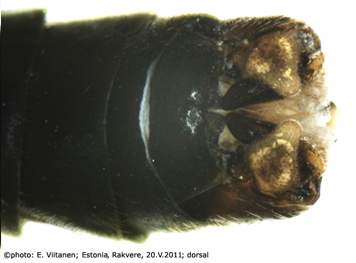 hypopygium