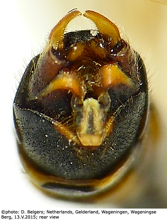 hypopygium