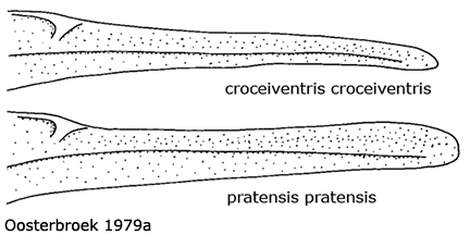 ovipositor