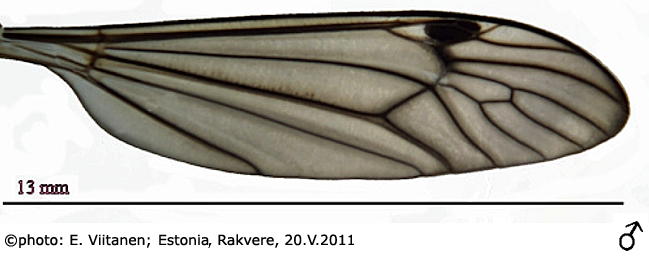 wing