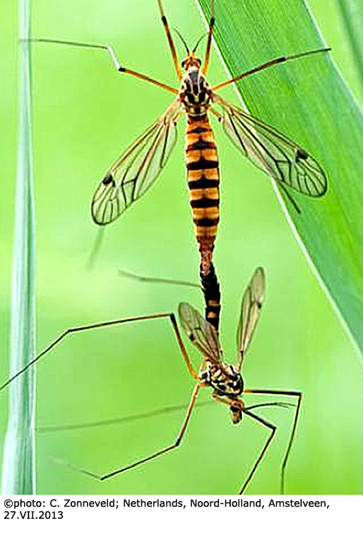 habitus - copula