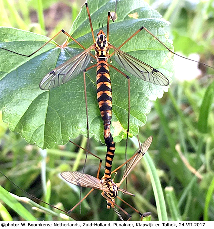 habitus - copula