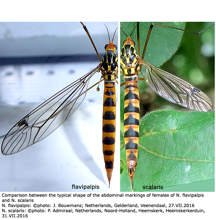 habitus - female