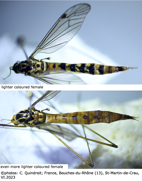 habitus - female
